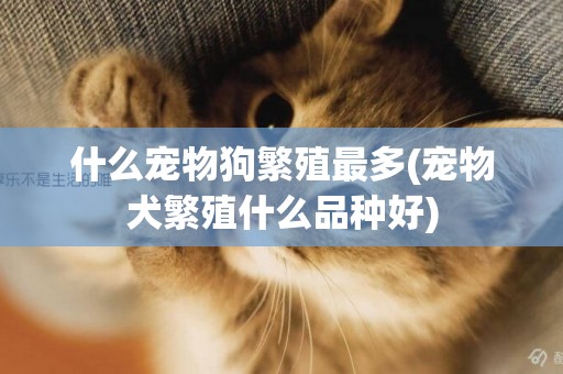 什么寵物狗繁殖最多(寵物犬繁殖什么品種好)