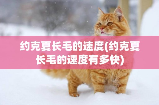 約克夏長毛的速度(約克夏長毛的速度有多快)