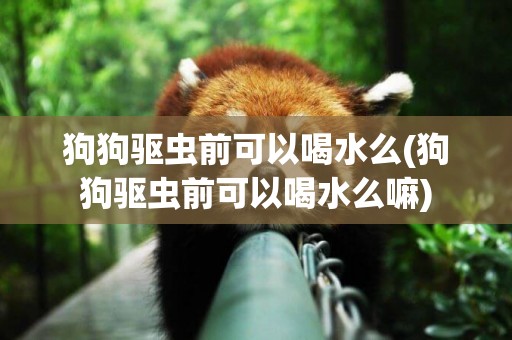 狗狗驅蟲前可以喝水么(狗狗驅蟲前可以喝水么嘛)