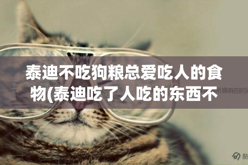 泰迪不吃狗糧總愛吃人的食物(泰迪吃了人吃的東西不吃狗糧了)