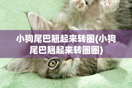 小狗尾巴翹起來轉圈(小狗尾巴翹起來轉圈圈)
