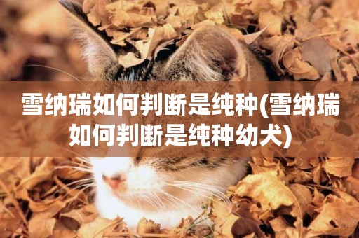 雪納瑞如何判斷是純種(雪納瑞如何判斷是純種幼犬)