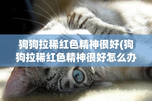 狗狗拉稀紅色精神很好(狗狗拉稀紅色精神很好怎么辦)