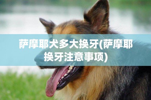 薩摩耶犬多大換牙(薩摩耶換牙注意事項)