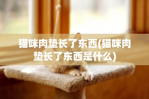 貓咪肉墊長了東西(貓咪肉墊長了東西是什么)