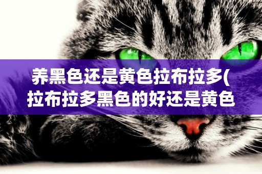 養黑色還是黃色拉布拉多(拉布拉多黑色的好還是黃色的好)