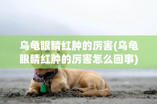 烏龜眼睛紅腫的厲害(烏龜眼睛紅腫的厲害怎么回事)
