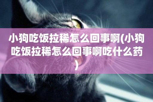 小狗吃飯拉稀怎么回事啊(小狗吃飯拉稀怎么回事啊吃什么藥)