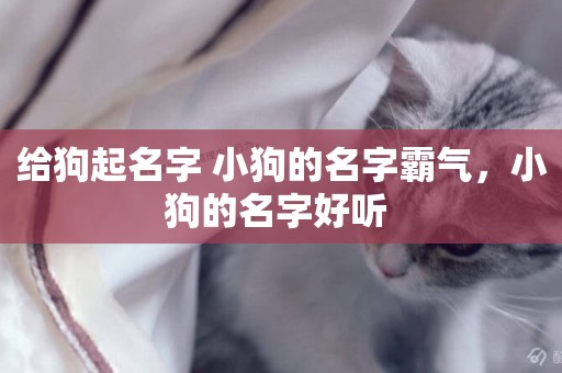 給狗起名字 小狗的名字霸氣，小狗的名字好聽 