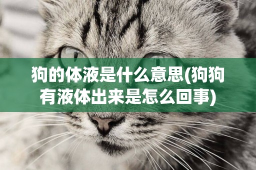 狗的體液是什么意思(狗狗有液體出來是怎么回事)