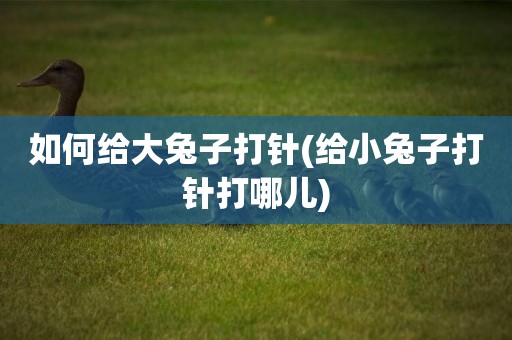 如何給大兔子打針(給小兔子打針打哪兒)
