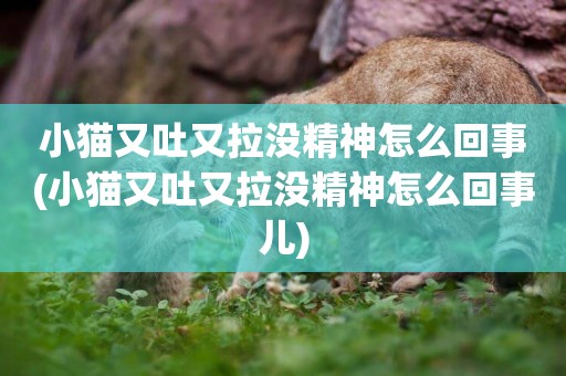 小貓又吐又拉沒精神怎么回事(小貓又吐又拉沒精神怎么回事兒)