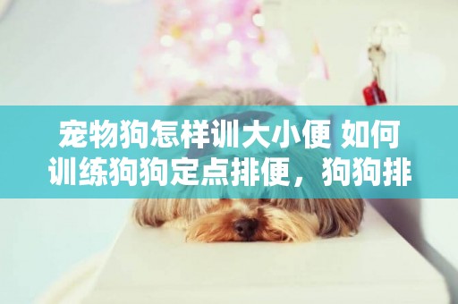 寵物狗怎樣訓大小便 如何訓練狗狗定點排便，狗狗排便訓練教程 