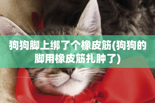 狗狗腳上綁了個橡皮筋(狗狗的腳用橡皮筋扎腫了)