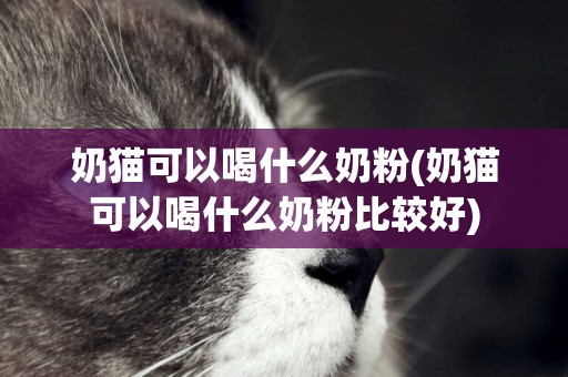 奶貓可以喝什么奶粉(奶貓可以喝什么奶粉比較好)