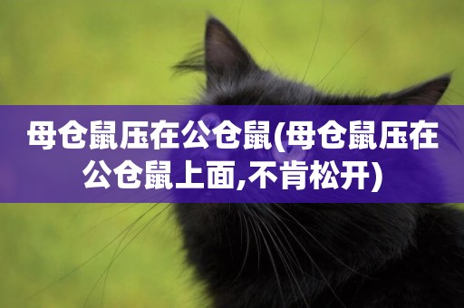 母倉鼠壓在公倉鼠(母倉鼠壓在公倉鼠上面,不肯松開)