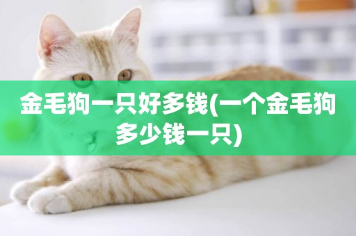 金毛狗一只好多錢(一個金毛狗多少錢一只)