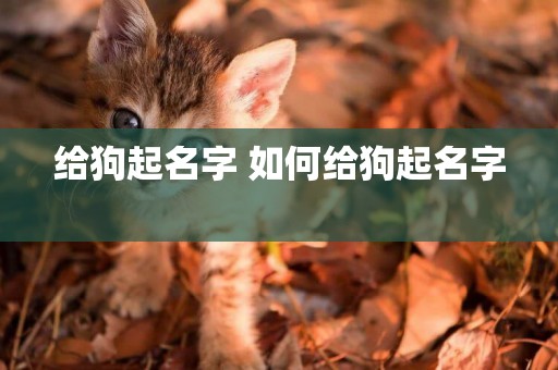 給狗起名字 如何給狗起名字 