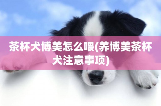 茶杯犬博美怎么喂(養博美茶杯犬注意事項)