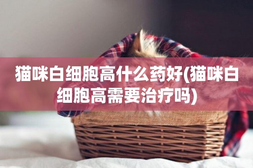 貓咪白細胞高什么藥好(貓咪白細胞高需要治療嗎)