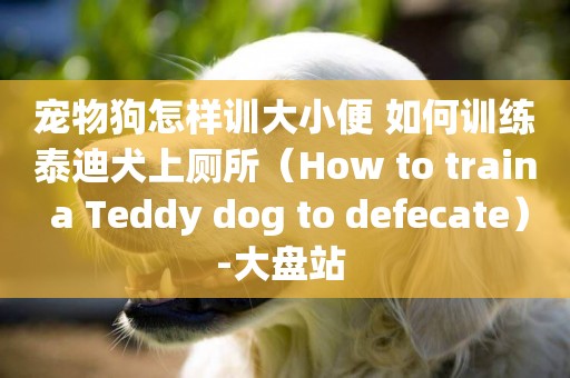 寵物狗怎樣訓大小便 如何訓練泰迪犬上廁所（How to train a Teddy dog to defecate）-大盤站 