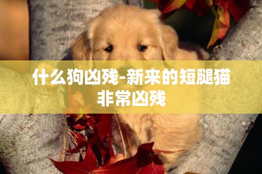 什么狗兇殘-新來的短腿貓非常兇殘