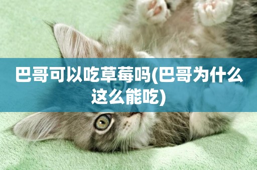 巴哥可以吃草莓嗎(巴哥為什么這么能吃)
