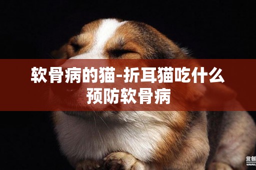 軟骨病的貓-折耳貓吃什么預防軟骨病