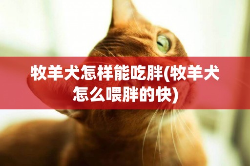 牧羊犬怎樣能吃胖(牧羊犬怎么喂胖的快)