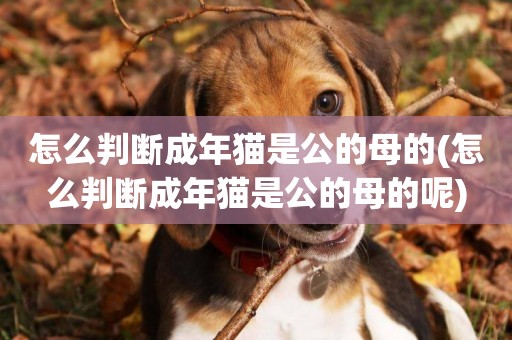 怎么判斷成年貓是公的母的(怎么判斷成年貓是公的母的呢)