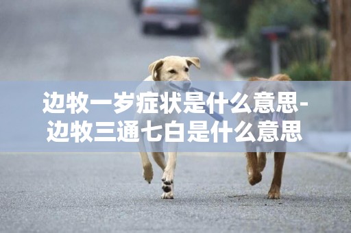 邊牧一歲癥狀是什么意思-邊牧三通七白是什么意思