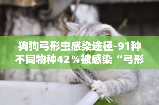 狗狗弓形蟲感染途徑-91種不同物種42％被感染“弓形蟲病”
