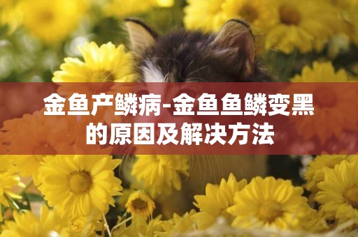 金魚產鱗病-金魚魚鱗變黑的原因及解決方法