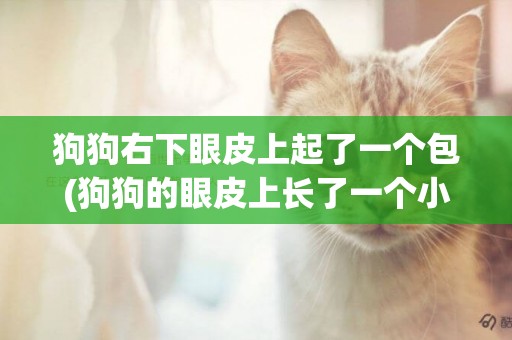 狗狗右下眼皮上起了一個包(狗狗的眼皮上長了一個小包包)