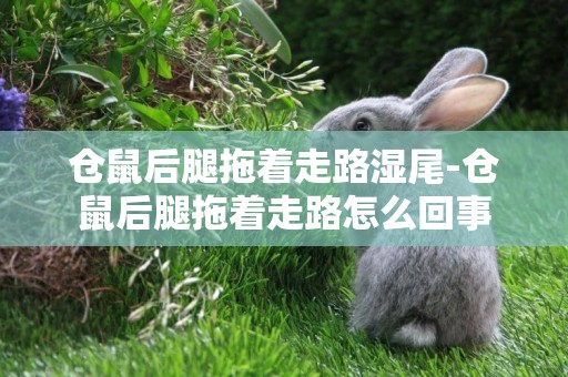 倉鼠后腿拖著走路濕尾-倉鼠后腿拖著走路怎么回事