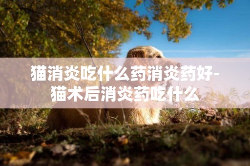 貓消炎吃什么藥消炎藥好-貓術后消炎藥吃什么