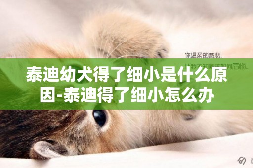 泰迪幼犬得了細小是什么原因-泰迪得了細小怎么辦