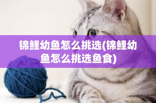 錦鯉幼魚怎么挑選(錦鯉幼魚怎么挑選魚食)