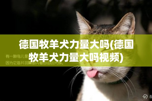 德國牧羊犬力量大嗎(德國牧羊犬力量大嗎視頻)