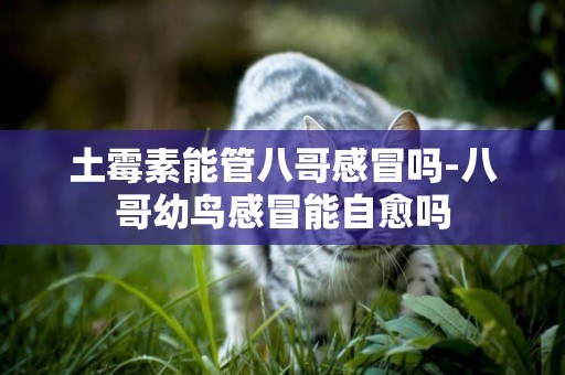 土霉素能管八哥感冒嗎-八哥幼鳥感冒能自愈嗎