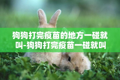 狗狗打完疫苗的地方一碰就叫-狗狗打完疫苗一碰就叫