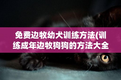 免費邊牧幼犬訓練方法(訓練成年邊牧狗狗的方法大全)