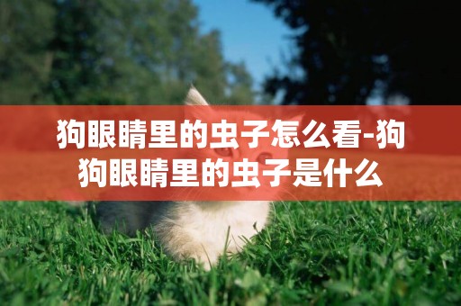 狗眼睛里的蟲子怎么看-狗狗眼睛里的蟲子是什么