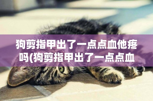 狗剪指甲出了一點點血他疼嗎(狗剪指甲出了一點點血他疼嗎多久能好)
