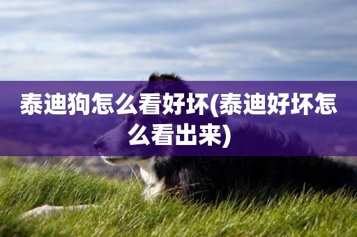 泰迪狗怎么看好壞(泰迪好壞怎么看出來)