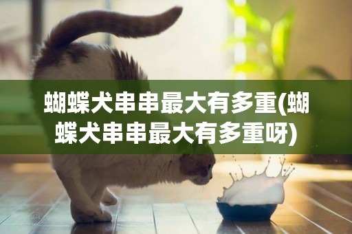 蝴蝶犬串串最大有多重(蝴蝶犬串串最大有多重呀)