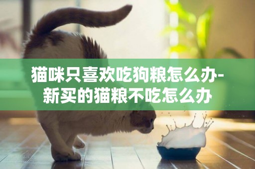 貓咪只喜歡吃狗糧怎么辦-新買的貓糧不吃怎么辦