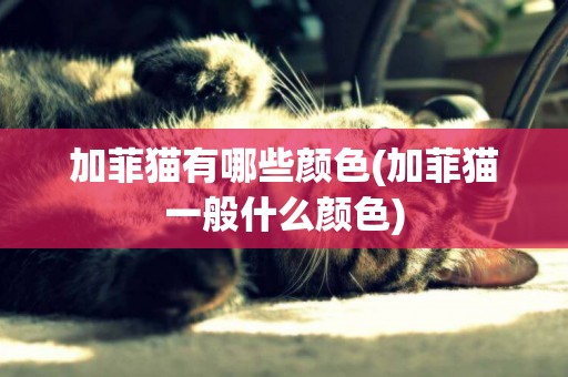 加菲貓有哪些顏色(加菲貓一般什么顏色)