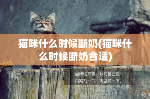 貓咪什么時候斷奶(貓咪什么時候斷奶合適)
