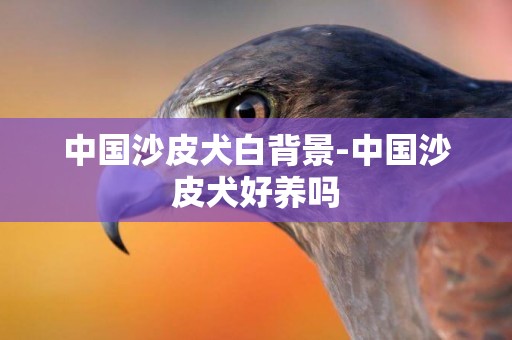 中國沙皮犬白背景-中國沙皮犬好養嗎